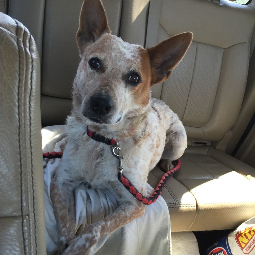 Meet your Posher, Krista